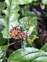 Spartocera pantomima
