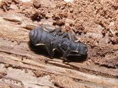 Nyctoporis cristata