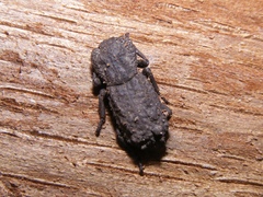 Phloeodes plicatus