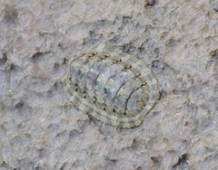 Chiton