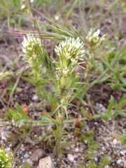 Castilleja attenuata
