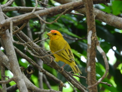Sicalis columbiana