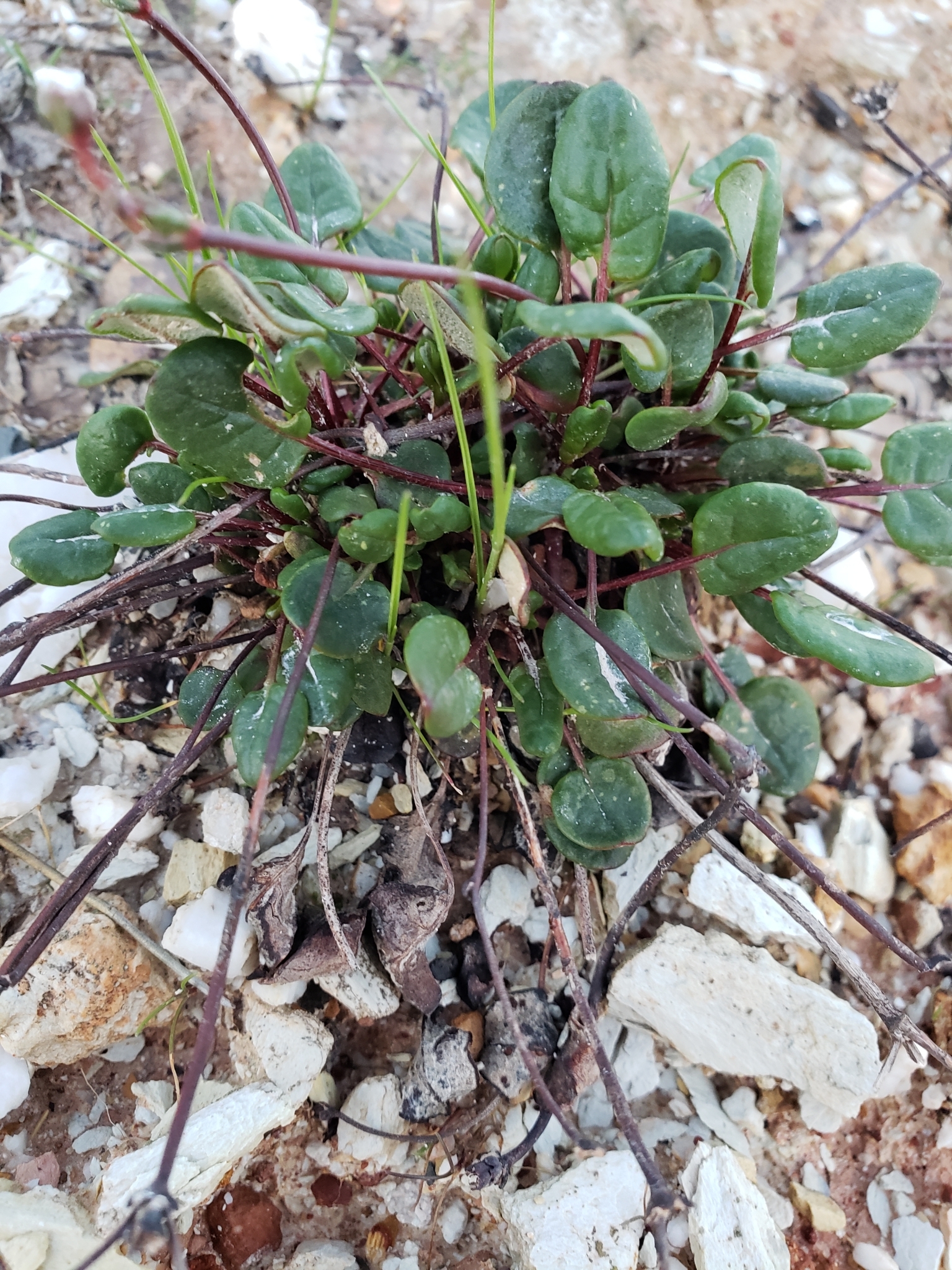 Eriogonum apricum