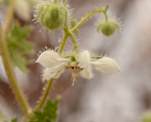 Loasa floribunda (Loasa floribunda)