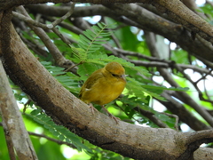 Sicalis columbiana