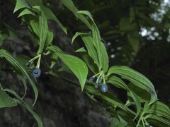 Disporum kawakamii
