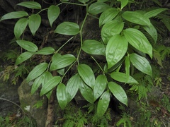 Disporum kawakamii