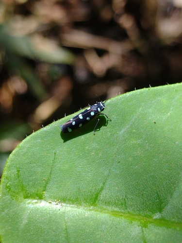 Paratubana albomaculata