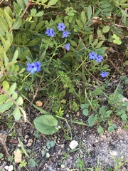 Glandora prostrata lusitanica