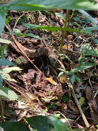 Whitetail Lancehead