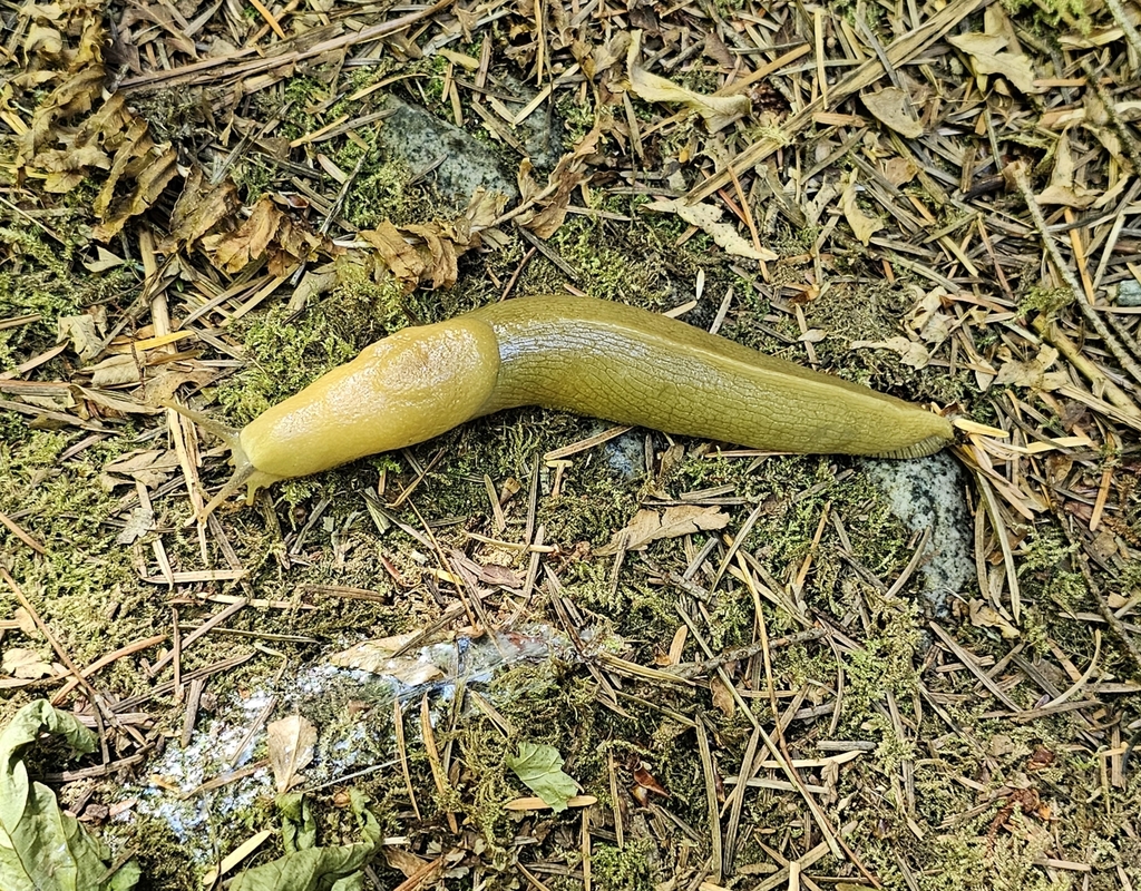 Pacific Banana Slug from Deming, WA 98244, USA on July 23, 2023 at 11