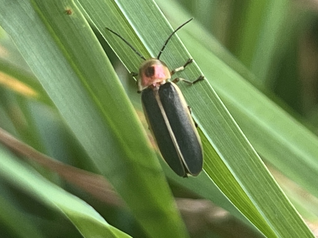 Common eastern firefly from barger springs rd ballard wv us on