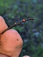 Pseudopithyella minuscula