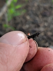 Pseudopithyella minuscula