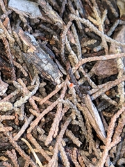 Pseudopithyella minuscula