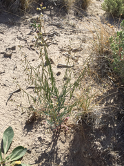 Streptanthus longirostris