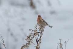 Carpodacus roseus