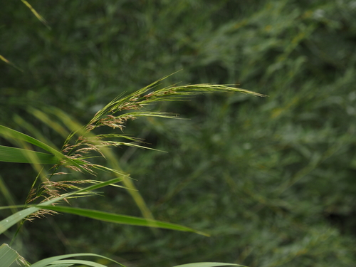 Zizania latifolia iNat (2)