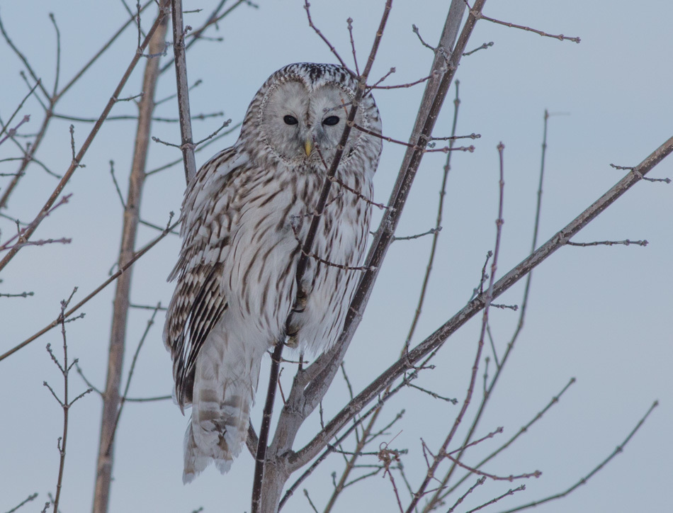 Ural Owl photo