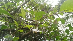 Styrax formosanus