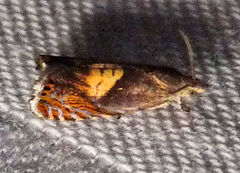 Dichrorampha bittana