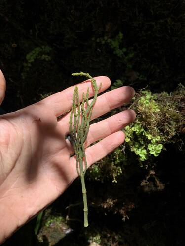 Korthalsella cylindrica observed 2023-05-21