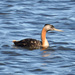 Great Grebe - Photo (c) Cláudio Dias Timm, some rights reserved (CC BY-NC-SA)