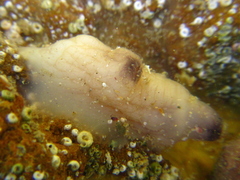 Asterocarpa coerulea