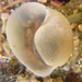 White Bubble Shell - Photo (c) tangatawhenua, some rights reserved (CC BY-NC), uploaded by tangatawhenua