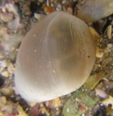 Papawera zelandiae