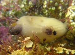 Asterocarpa coerulea