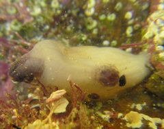 Asterocarpa coerulea
