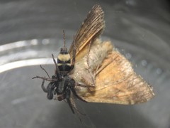 Latonigena auricomis