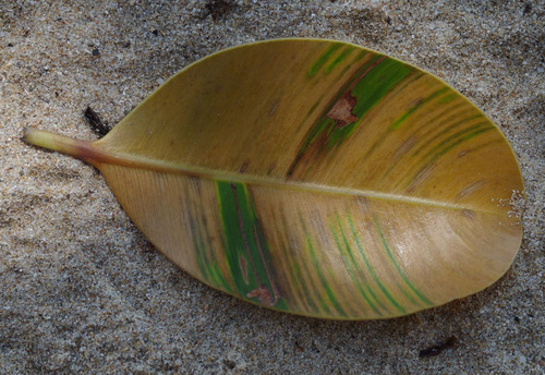 Calophyllum inophyllum iNat (3)