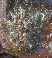 Dolabrifera brazieri