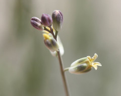 Streptanthus longirostris