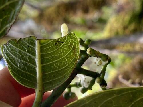 Psychotria hawaiiensis observed 2023-05-19