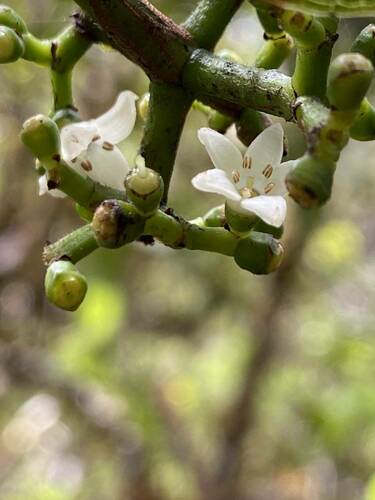 Psychotria hawaiiensis