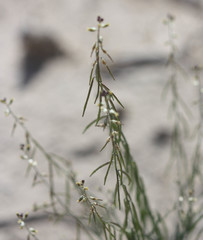 Streptanthus longirostris