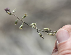 Streptanthus longirostris