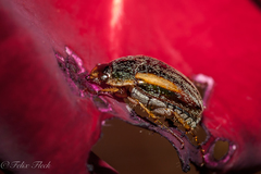 Colymbomorpha vittata