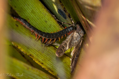 Scolopendra laeta