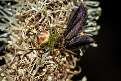 Australomisidia rosea