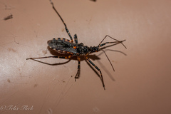 Trachylestes turneri