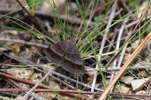 Woodland Chocolate Moth photo 2