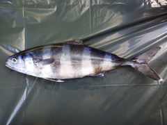 Naucrates ductor