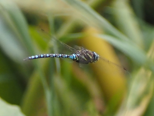 Paddle-tailed Darner photo 5
