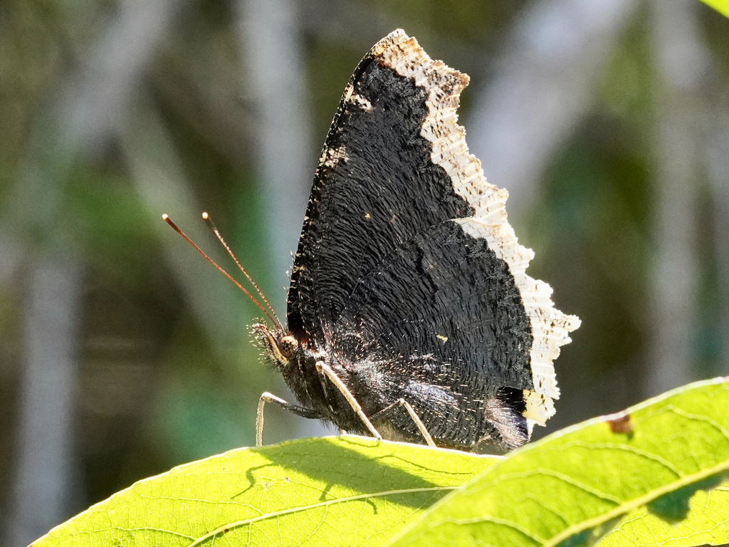 mourning-cloak-from-carmel-valley-san-diego-ca-usa-on-august-27