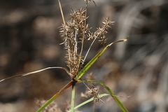 Cyperus lucidus