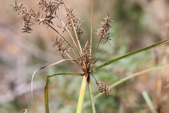 Cyperus lucidus